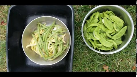 Lima Beans, Garlic, and Groundcherries! 7 24 20