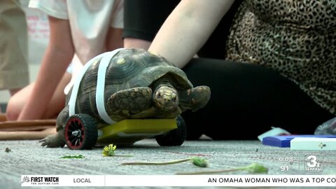 Papillion students 3D print wheel system to help tortoise walk