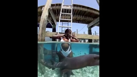 Swimming with The sharks, Bahamas 🇧🇸 !!!! Travel Hotels Flights Vacation Trip