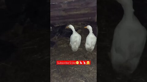 I left my Ducks for a Week & This happened😎|#duck #animals #farming #video #shorts #short #health