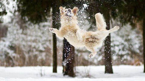 Dogs react to the first snow - try not to laugh