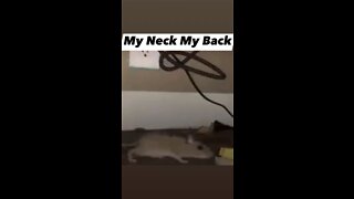 My Neck My Back