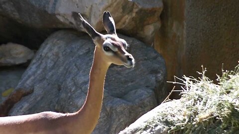 Gazelle at the LA zoo