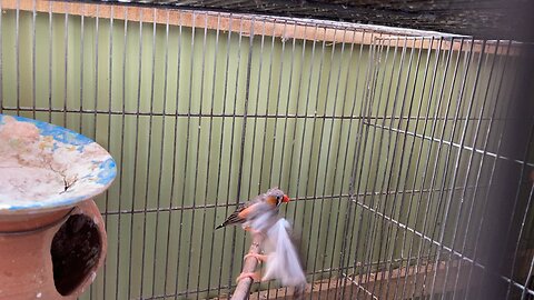 Zebra finch