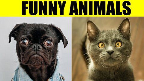 Funny animal -funny cat and funny dog