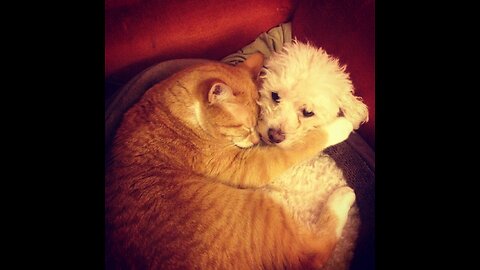 Cute kitten hugs puppy