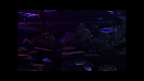 Fishy Fish Tank, Dark and Dim with Bubbling Water Fountain Sounds.