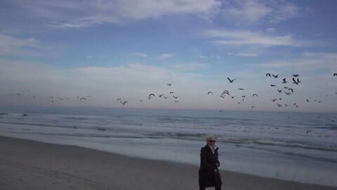 The running (flying) of the Gulls at Myrtle Beach