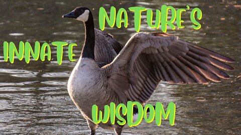 Lessons From Geese!