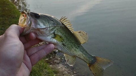 Back at an old pond, quick pickle before dark!