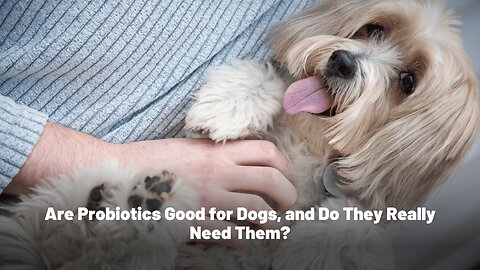 Are Probiotics Good for Dogs, and Do They Really Need Them?