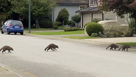 Be careful when you cross the street