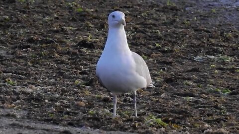 Seagull Has Crab Legs On The Menu for Dinner (Earth Friends / Nature Playlist)