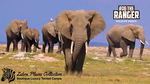 Amboseli Elephants Head To The Mud | Zebra Plains Safari