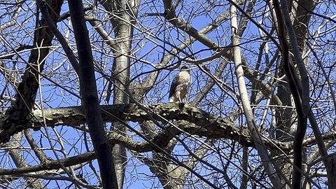 Cooper's Hawk?