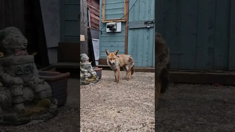 🦊Ajax stands guard over her set when a bloke with a camera phone approaches her den