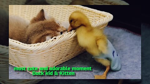 The duckling can finally sleep with the kitten! the process is tough