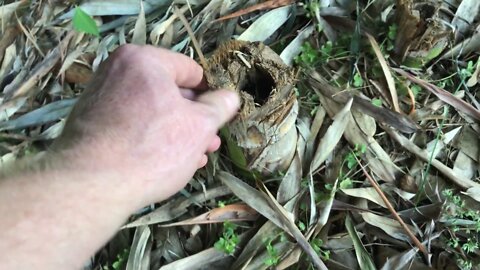 Bamboo Removal Walk-through (Starling Ave.) | 003-K0113A