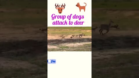 Group of dogs attack to deer || #shorts #youtubeshorts #shortvideo