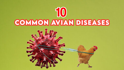 10 common avian diseases