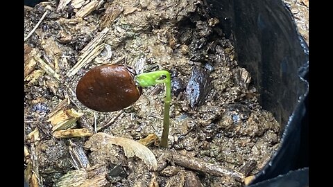 Growing Paw Paw trees