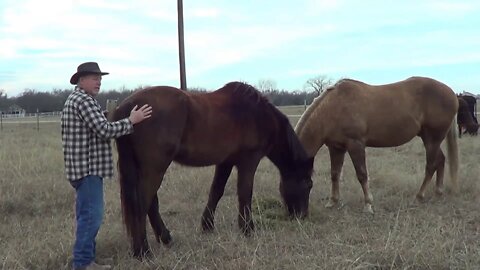 Dog Training & Horse Training Discussion - And Few Other Topics