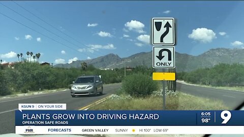 Monsoon weeds create driving hazards