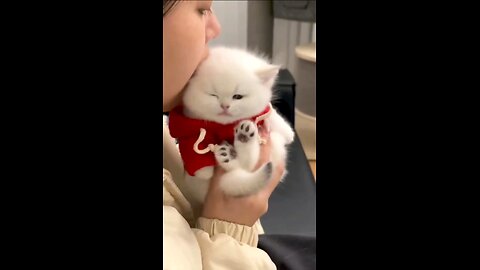 2024 Funny Cute Cat Compilation 3