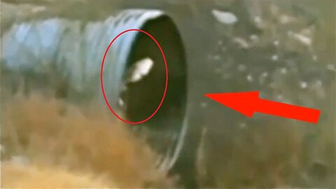 Top 3 Aliens Caught on Camera, Alien Sightings, Aliens and UFOs