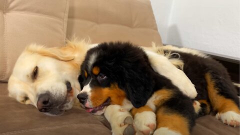 How the Golden Retriever and the Bernese Mountain Dog Became Best Friends [Compilation]