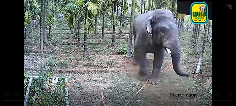 Wild elephant narrow escape by farmer in India