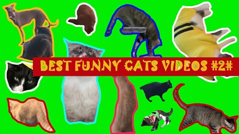 FUNNY CUT CATS FIRST COMPILATION #2#