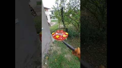 Feeding 8 Hummingbirds