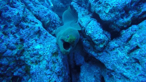 EPIC Footage of 10ft GIANT Moray!!