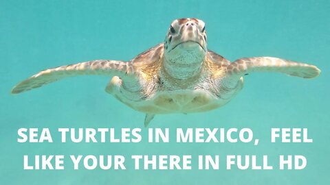 SWIM WITH SEA TURTLES IN MEXICO, RELAXING, MAJESTIC, ASMR, SWIMMING UP CLOSE AND ALL AROUND YOU.