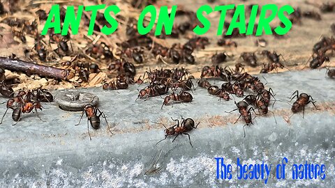 Anthills on stairs to a wooden hut / Beautiful insects.