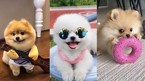 Teacup Pomeranian Compilation -- Mini Pomeranian T