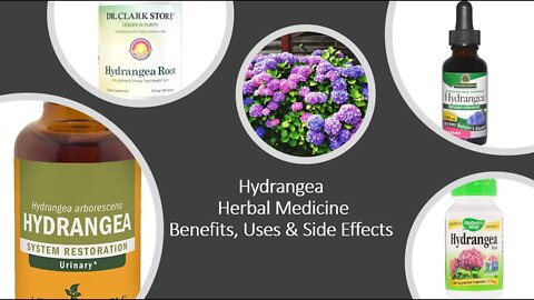 Hydrangea - Herbal Medicine - Benefits, Uses & Side Effects