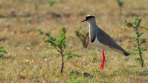 All kinds of life nurtured by nature, giving back to nature 38