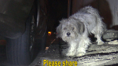 Abandoned dog gets nervous when the police shows up at the scene