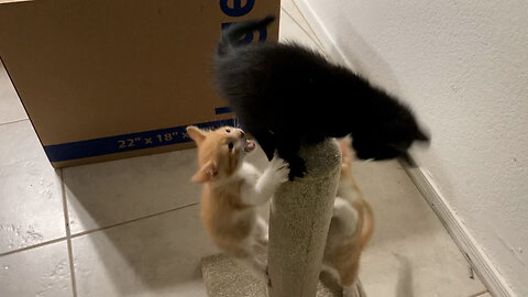 4 minutes of cute kittens climbing, wrestling, jumping, playing, etc.