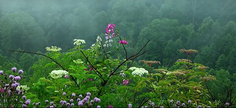 Rain Sounds with Tibetan Singing Bowls and Birds chirping