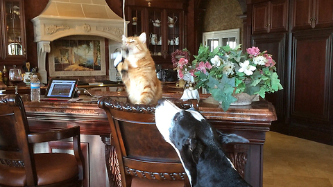 Great Dane and Cat play with Catnip Toy