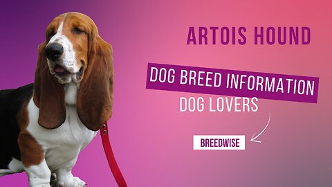 Discover the Fascinating World of Artois Hound Dogs: A Comprehensive Breed Guide