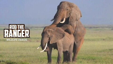 Amboseli Elephants Trying To Increase The Population | Zebra Plains Safari