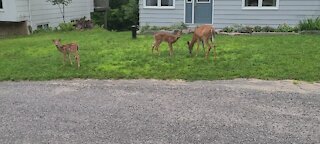 Twins in the neighborhood