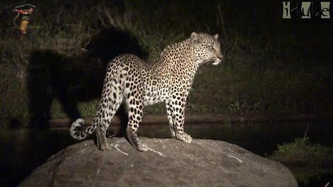 Female Leopard Jumping Over The River