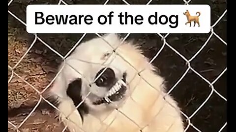 Beware of the Dog