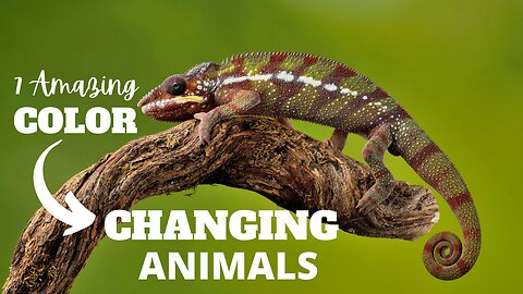 07 Amazing Color Changing Animals in The World