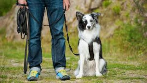 Guard Dog Training Step by Step..